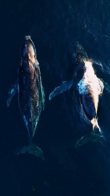 ❄️ Тишина океана — кит в холодных водах