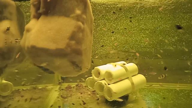 Тернецыя,барбусы на стайном нересте.Новые аквариумы.Малёк,рыбка. Тернецыя,барбусы на стайном нересте.Новые аквариумы.Малёк,рыбка.