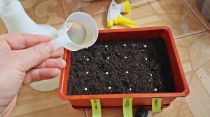 Не упустите февраль! Сажаем перец на рассаду этим способом для крепких всходов. Подробная инструкция