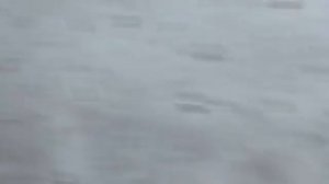 01.02.2026Шерханчик всех отслеживаетвсе ему интересно 01022026г вольер 2