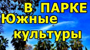 ПАРК «ЮЖНЫЕ КУЛЬТУРЫ» 2025: РОЗЫ, ПАЛЬМЫ И САМОЛЕТЫ НАД ГОЛОВОЙ. 23 НОЯБРЯ 2025 ГОДА.
