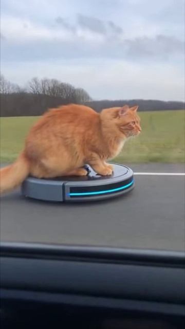 ОГРОМНЫЙ КОТ на Роботе-Пылесосе обогнал машину на трассе! 😱 🏎️🐈💨 ОГРОМНЫЙ КОТ на Роботе-Пылесосе обогнал машину на трассе! 😱 🏎️🐈💨