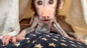 Степка всю ночь не давал Владу спать, а теперь  убаюкивает меня)))