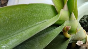 Моя четвёртая орхидея выпустила цветонос