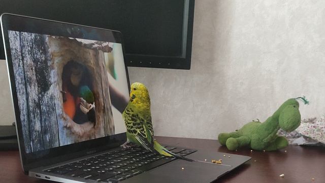 Ося изучает попугаев