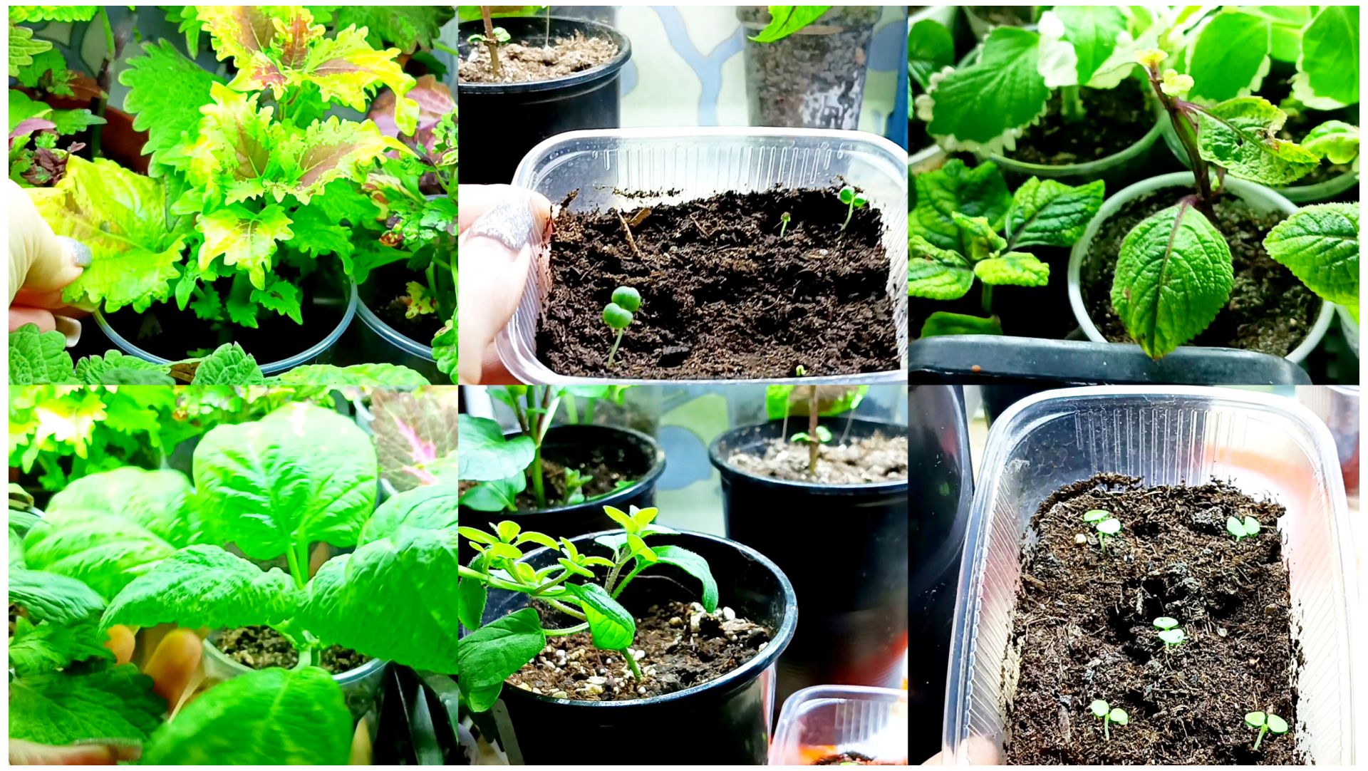 Цены и всходы не радуют. Колеусы и плектрантусы после пересадки. Мороз и сугробы. смотреть онлайн