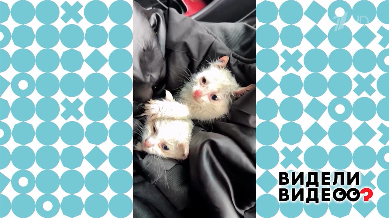 Спасение белых котят. Видели видео? Фрагмент выпуска от 01.02.2026 смотреть онлайн