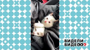 Спасение белых котят. Видели видео? Фрагмент выпуска от 01.02.2026