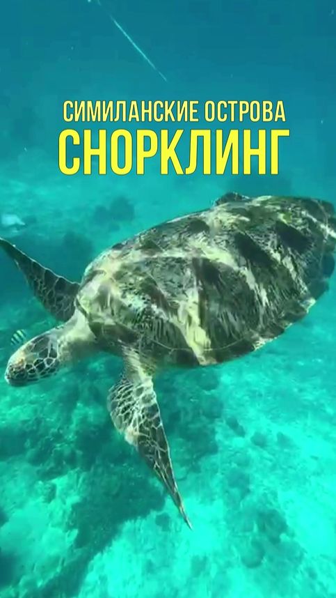 Встреча с огромной черепахой 😱 Снорклинг на Симиланских островах 🏝️ Путешествие в Таиланд #outhome