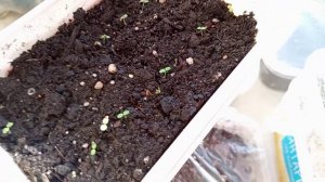 ЯНВАРЬ. ПЕРВЫЕ ВСХОДЫ.