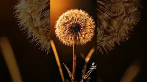 Пусть в сердце расцветает благодать