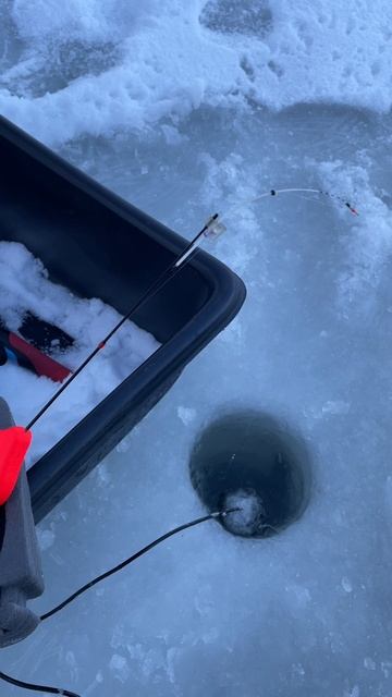 Эхолот практик 8 Окунь не клюёт