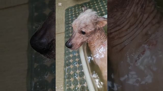 Снежок принимает ванночку из череды смотреть онлайн