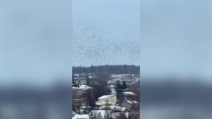 Орнитолог оценил странное поведение птиц при ракетной опасности в Белгороде.