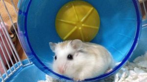 Мой хомячок Сёма 🐹