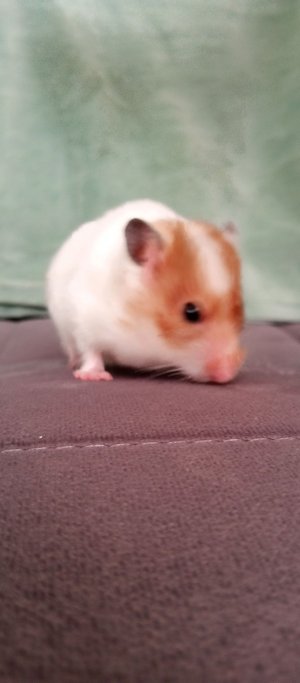 испытания для буси