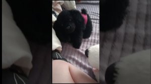 играем в прятки! 
золотистый ретривер Голди и лабрадор ретривер снежок говорящие плюшевые собаки