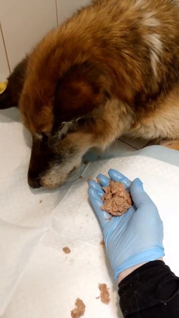 Очень нужна ваша помощь в оплате лечения Басмы! https://vk.ru/wall-33709488_2563