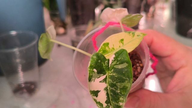 Спасаем алоказию Серебряный дракон.🍀🍀🍀 #комнатныерастения Спасаем алоказию Серебряный дракон.🍀🍀🍀 #комнатныерастения