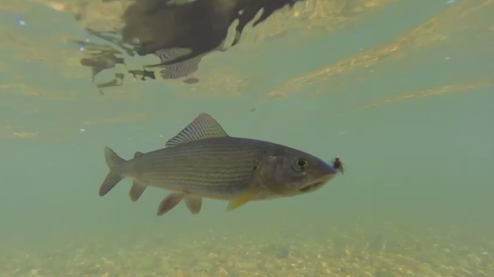 Рыбалка на хариуса на реке Березовая!