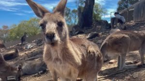 🦘🦘Австралия Начало экскурсии - Мельбурн (см. продолжение - Тасмания