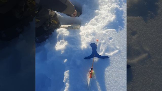 VID_20260201_074805_992.mp4