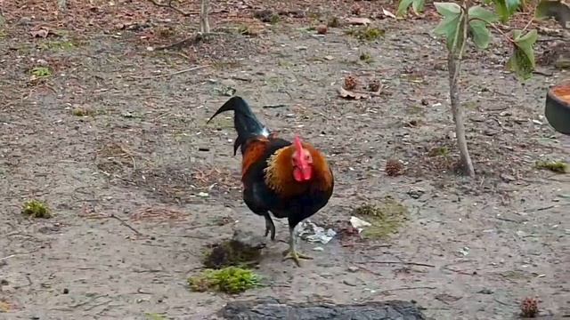 🦢Прошлой весной в парке«Дендрарий»появились на свет птенцы редкого вида Австралийских чёрных лебеде