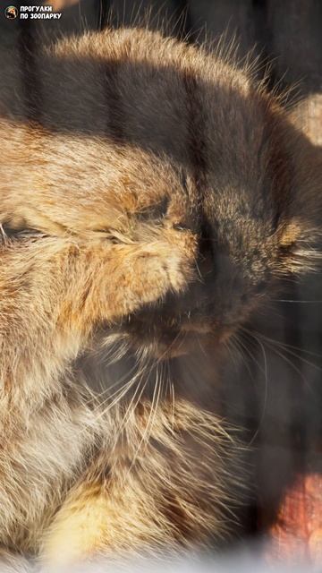 Манул Намика умывается, сидя на солнце. Ленинградский зоопарк