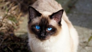 Nikkei Asia: Таиланд признал кошек важной частью экономики