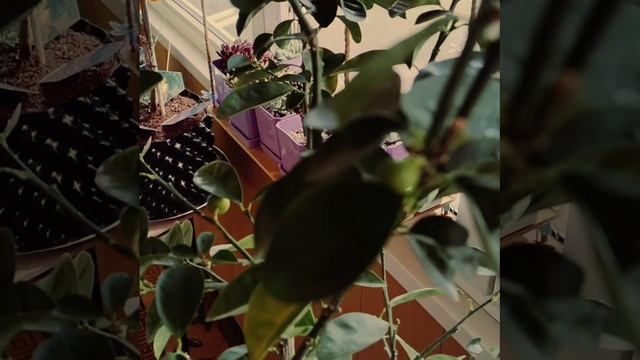 1 февраля 2026 года. 🆕 Кумкват Обовата 🍊 пересажен в дышащий горшок Airpot