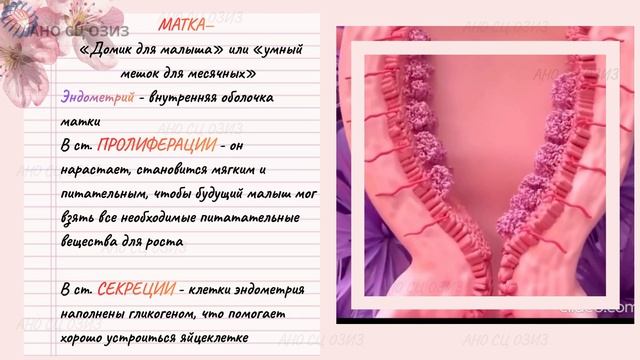 МЕНСТРУАЛЬНЫЙ ЦИКЛ