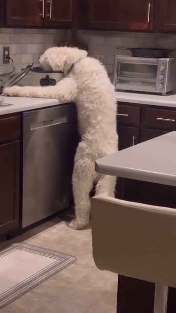 У Кевина ухи заложило едой😆)) У Кевина ухи заложило едой😆))