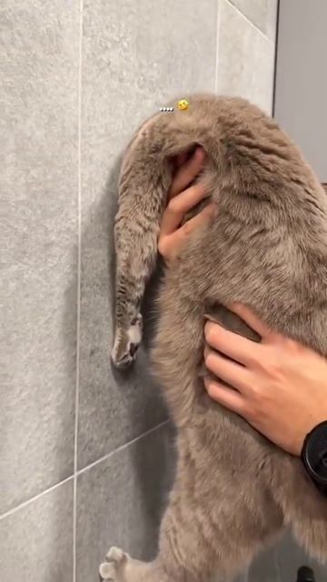 Просто красивый кот смотреть онлайн