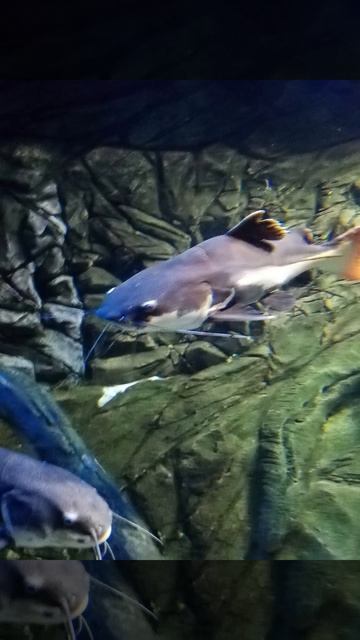 Океан Океан