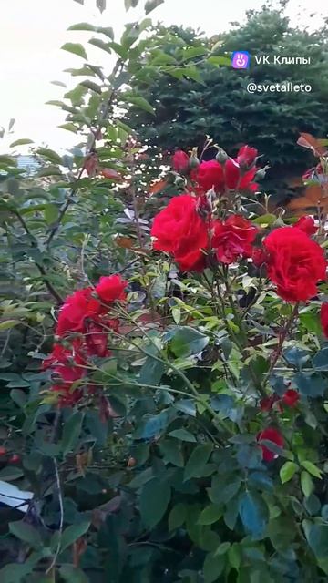 Плетистые розы Плетистые розы