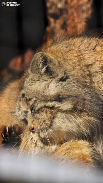 Манул Намика почесалась, придерживая голову лапкой. Ленинградский зоопарк