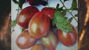 Эти томаты отлично подходят для консервирования. г. Киров