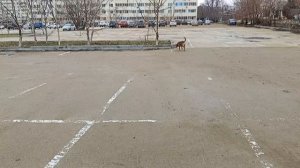 1 февраля.Прогулка с собакой.