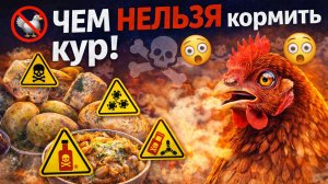 🚫🐔 Чем НЕЛЬЗЯ кормить кур ❗ Эти продукты убивают птицу медленно, но почти все их дают