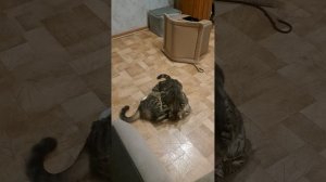 Кошачья драка или это любовь 🤔