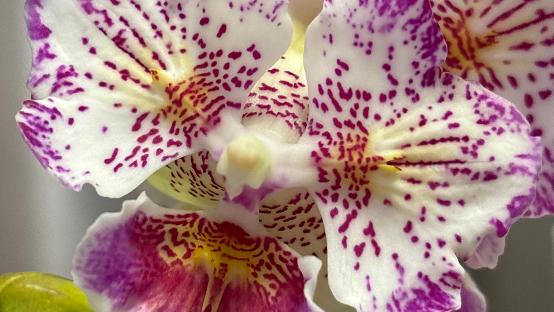 Орхидеи 🌺 Новинки 🐹😊🦋❤️ смотреть онлайн