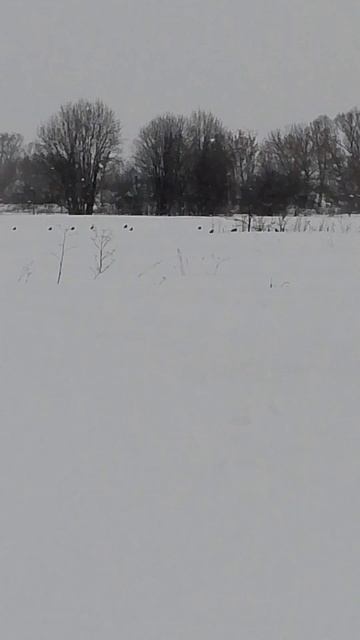 куропатки зимой