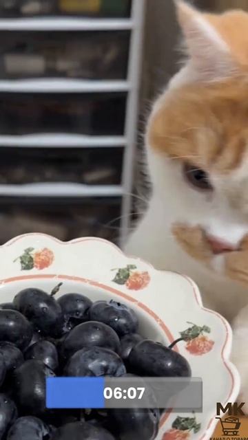 ВИТАМИНЫ, КОТОРЫЕ КОТ ЕСТ САМ! #коты #здоровье #омега3