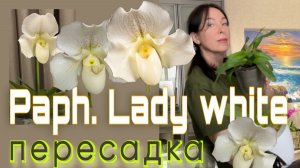 Орхидеи «башмачки» делают мне нервы. Пересадка двух пафов Леди Вайт