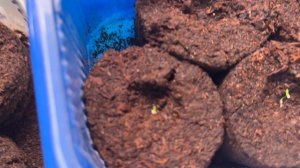 Эустома и лук чернушка  растут.