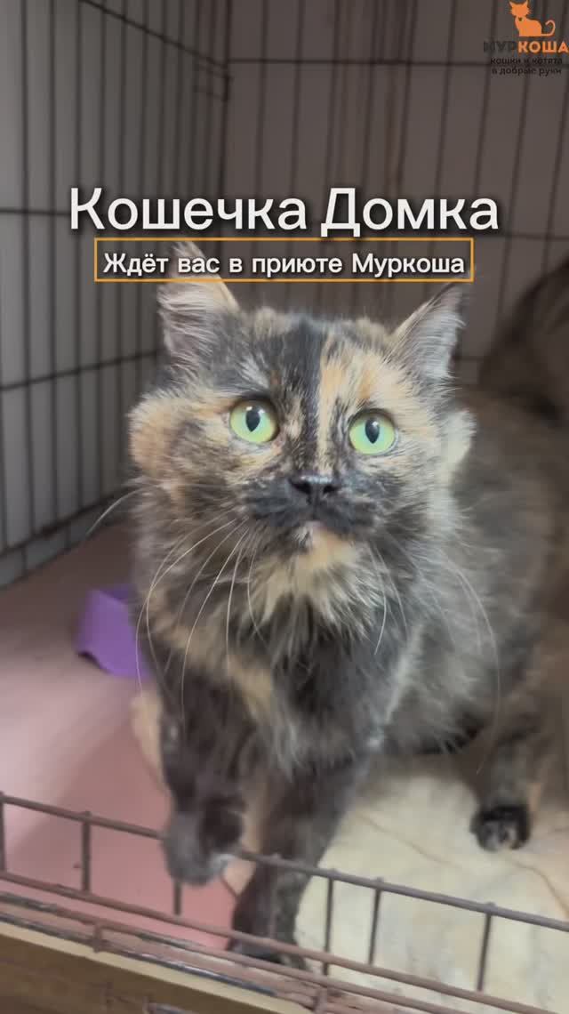 Домка ждёт вас в приюте #Муркоша смотреть онлайн