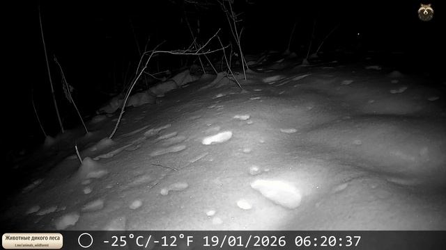 Подошёл поближе 