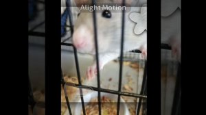 —•  Я завела крысика, его зовут Сёма. 🐀