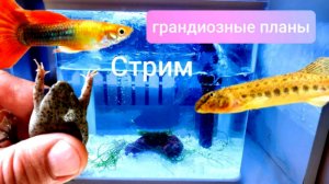 Стрим! Грандиозные планы!