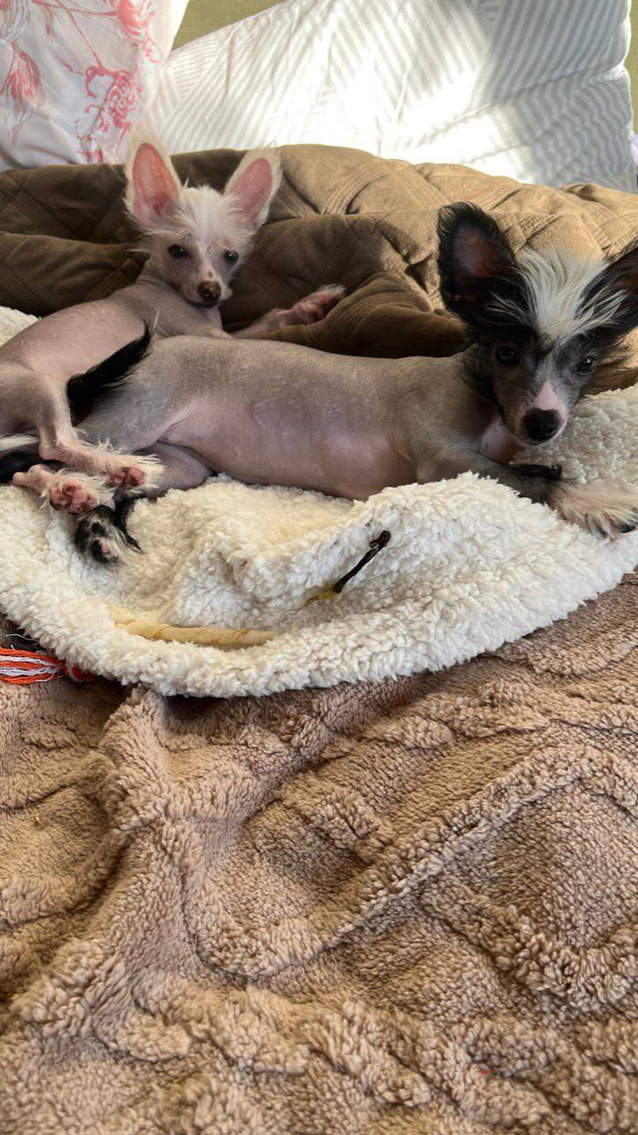 Две сестрички Дора и Доминика и их подружка Лиза.